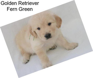 Golden Retriever Fern Green