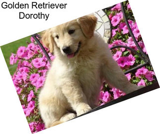 Golden Retriever Dorothy