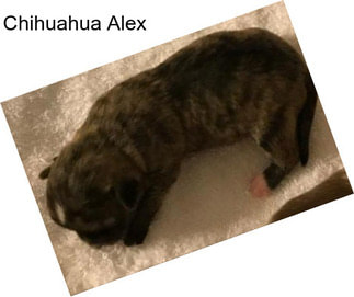Chihuahua Alex