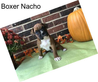 Boxer Nacho