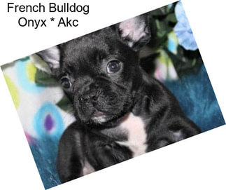 French Bulldog Onyx * Akc