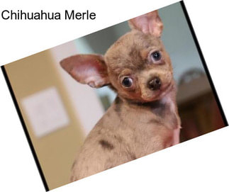 Chihuahua Merle