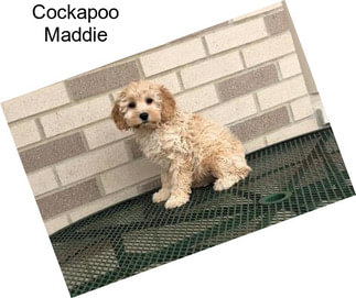 Cockapoo Maddie