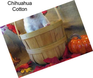 Chihuahua Cotton