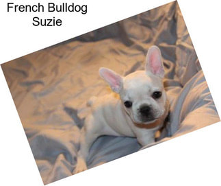 French Bulldog Suzie