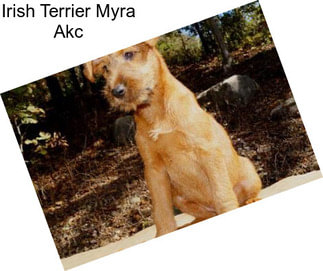 Irish Terrier Myra Akc