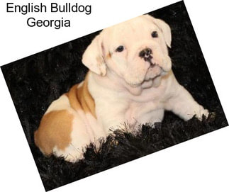 English Bulldog Georgia