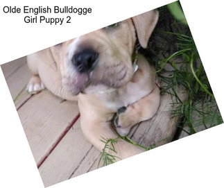 Olde English Bulldogge Girl Puppy 2