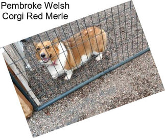 Pembroke Welsh Corgi Red Merle