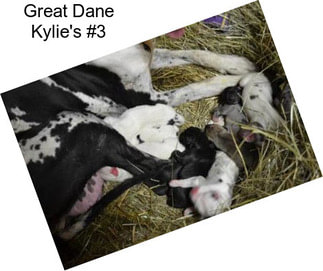 Great Dane Kylie\'s #3