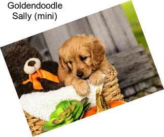 Goldendoodle Sally (mini)