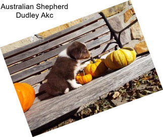 Australian Shepherd Dudley Akc