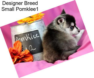 Designer Breed Small Pomklee1