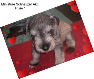 Miniature Schnauzer Akc Trixie 1