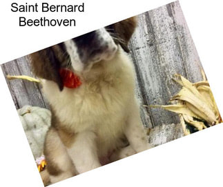 Saint Bernard Beethoven