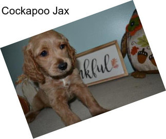 Cockapoo Jax