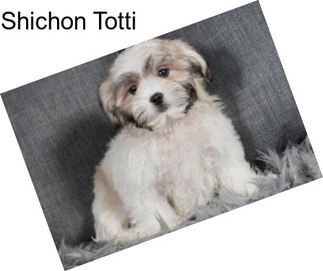 Shichon Totti
