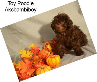 Toy Poodle Akcbambiboy