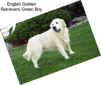 English Golden Retrievers Green Boy