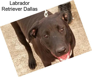 Labrador Retriever Dallas