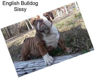 English Bulldog Sissy