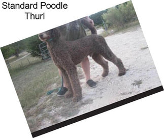 Standard Poodle Thurl