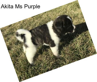 Akita Ms Purple