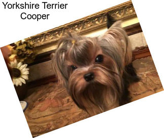 Yorkshire Terrier Cooper