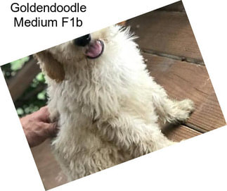 Goldendoodle Medium F1b