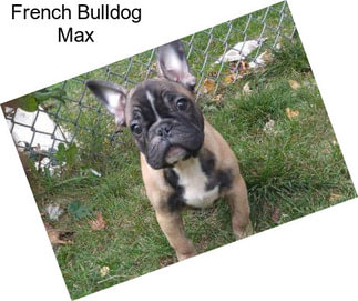 French Bulldog Max