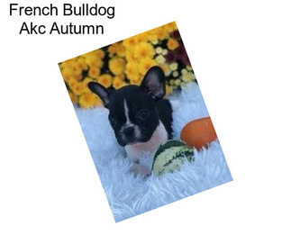 French Bulldog Akc Autumn