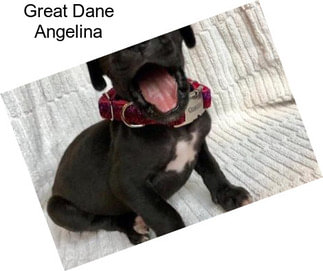 Great Dane Angelina