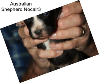 Australian Shepherd Nocalr3