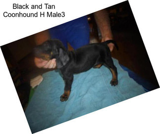 Black and Tan Coonhound H Male3