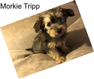 Morkie Tripp