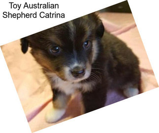 Toy Australian Shepherd Catrina