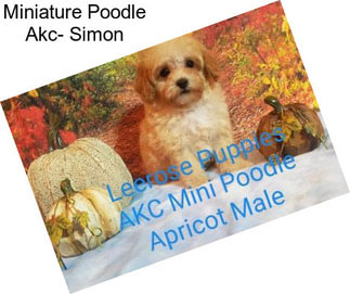Miniature Poodle Akc- Simon