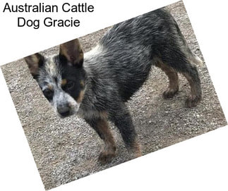 Australian Cattle Dog Gracie