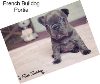 French Bulldog Portia