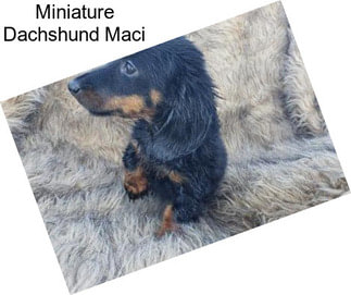 Miniature Dachshund Maci