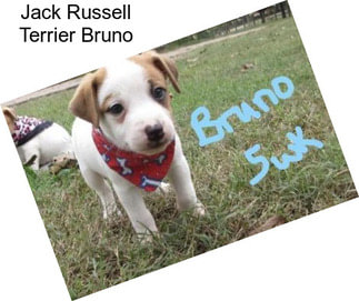 Jack Russell Terrier Bruno