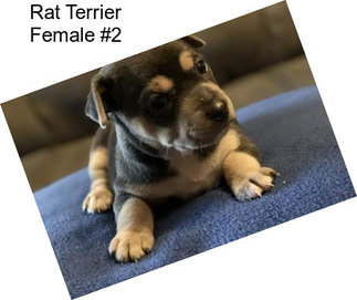 Rat Terrier Female #2