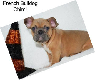 French Bulldog Chimi