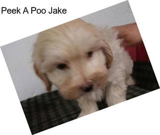 Peek A Poo Jake