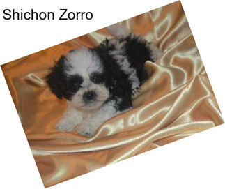 Shichon Zorro