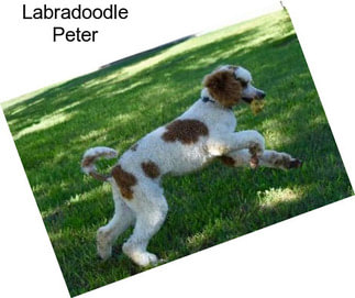 Labradoodle Peter