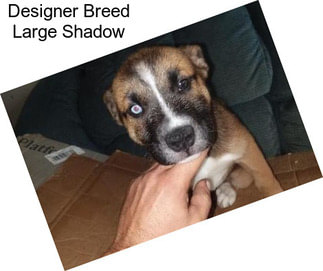 Designer Breed Large Shadow