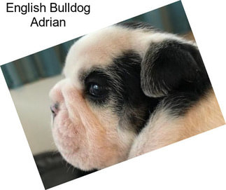 English Bulldog Adrian