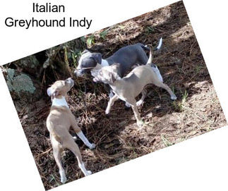 Italian Greyhound Indy