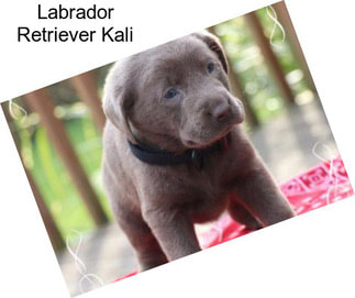 Labrador Retriever Kali